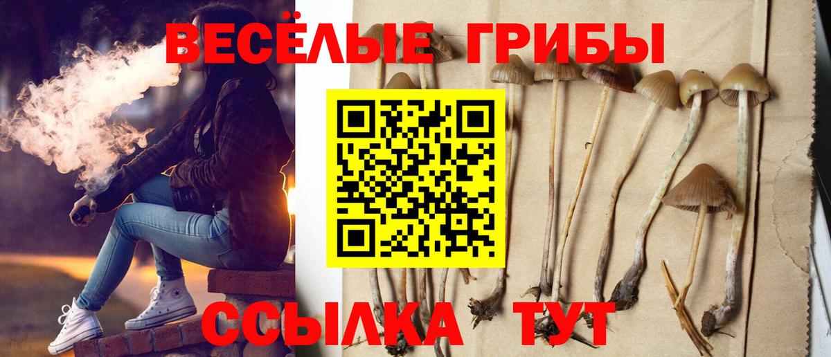 Галлюциногенные грибы MAGIC MUSHROOMS  Галлюциногенные грибы Psilocybine cubensis  Александров  Вход с VPN 
